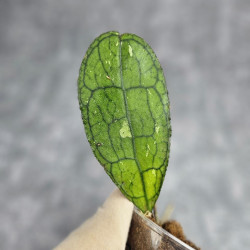 Hoya Clemensiorum Aceh ar #014