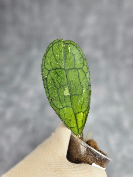 Hoya Clemensiorum Aceh ar #014 Hoya Clemensiorum Aceh ar #014