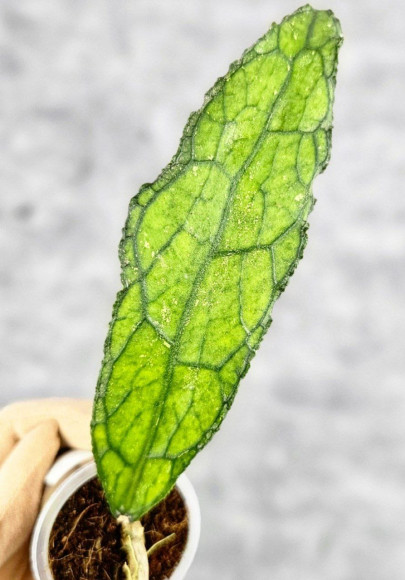 Hoya Clemensiorum Aceh Long 