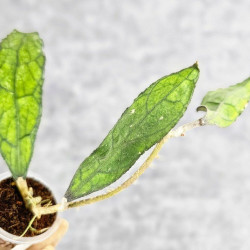 Hoya Clemensiorum Aceh Long 