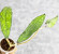 Hoya Clemensiorum Aceh Long 