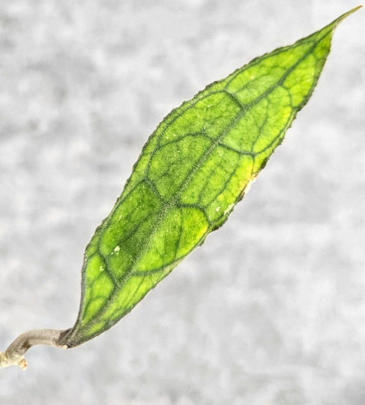 Hoya Clemensiorum Aceh Long 