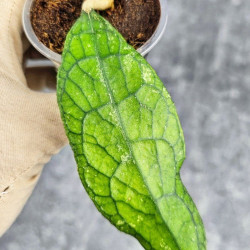 Hoya Clemensiorum Sarawak #002   