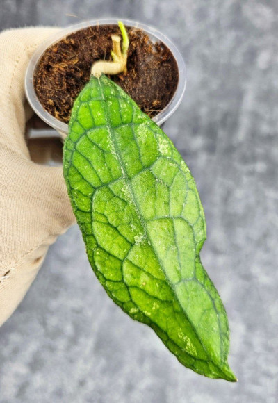 Hoya Clemensiorum Sarawak #002   