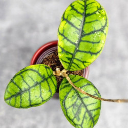 Hoya Calistophylla Chibi   