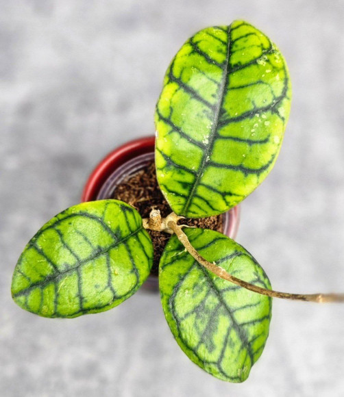 Hoya Calistophylla Chibi Hoya Calistophylla Chibi