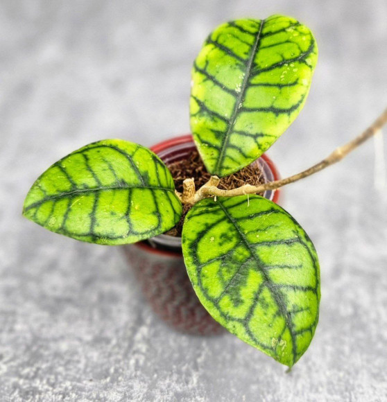 Hoya Calistophylla Chibi Hoya Calistophylla Chibi