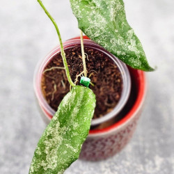 Hoya Caudata Aceh High Splash 