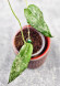 Hoya Caudata Aceh High Splash 