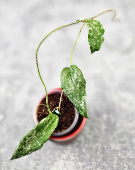 Hoya Caudata Aceh High Splash 