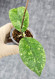 Hoya Sp Kalbar 
