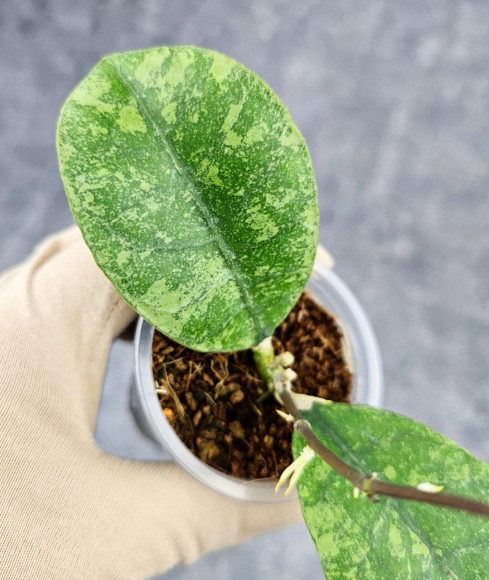 Hoya Sp Kalbar Hoya Sp Kalbar