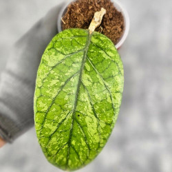 Hoya Meredithii High Splash 