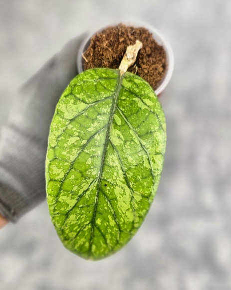 Hoya Meredithii High Splash Hoya Meredithii High Splash