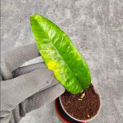 Hoya Sp. Aceh Shogun Black Margin