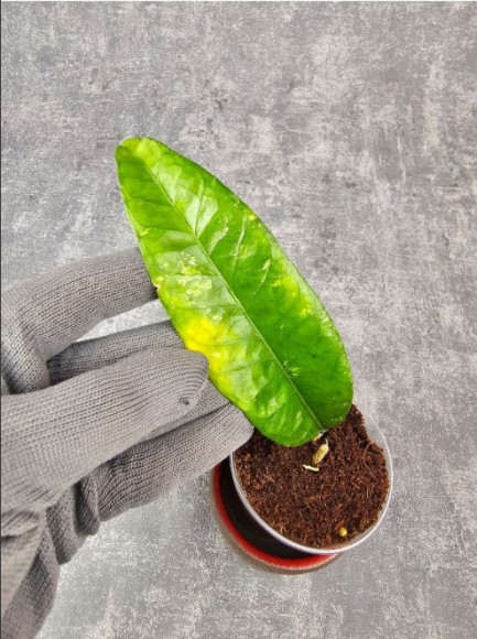 Hoya Sp. Aceh Shogun Black Margin