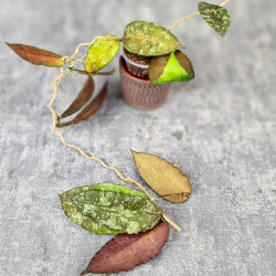 Hoya Caudata Aceh Red Big Leaf