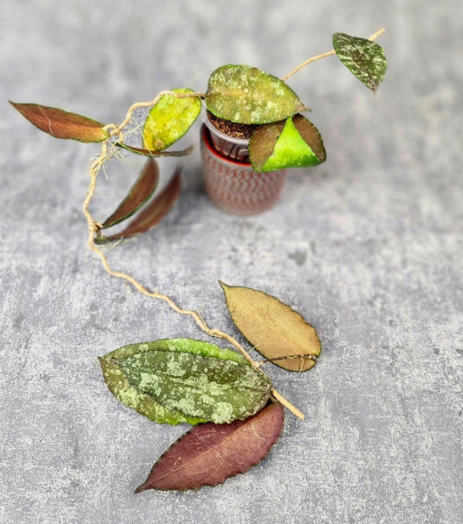 Hoya Caudata Aceh Red Big Leaf