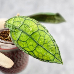 Hoya Clemensiorum Aceh #012                          