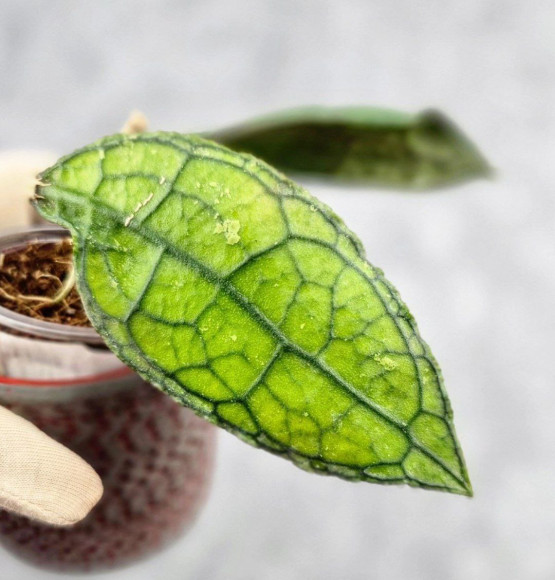 Hoya Clemensiorum Aceh #012                          