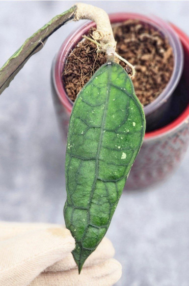 Hoya Clemensiorum Aceh #012                          