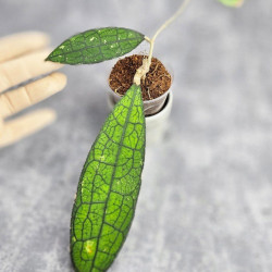 Hoya Clemensiorum Aceh ar #015