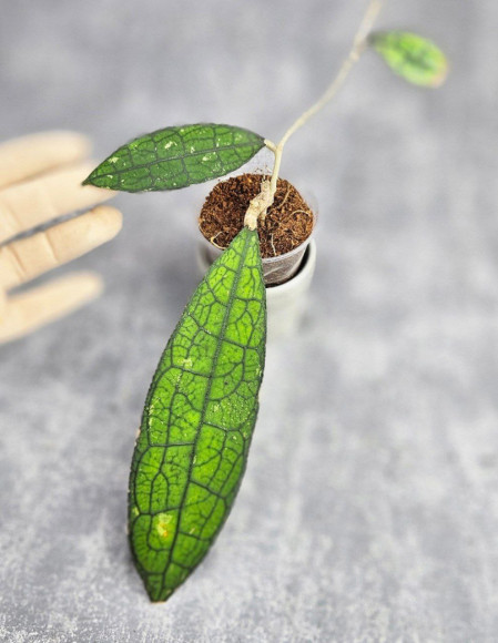 Hoya Clemensiorum Aceh ar #015 Hoya Clemensiorum Aceh ar #015