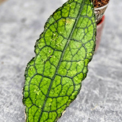 Hoya Clemensiorum Aceh #036 Long  