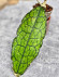 Hoya Clemensiorum Aceh #036 Long  