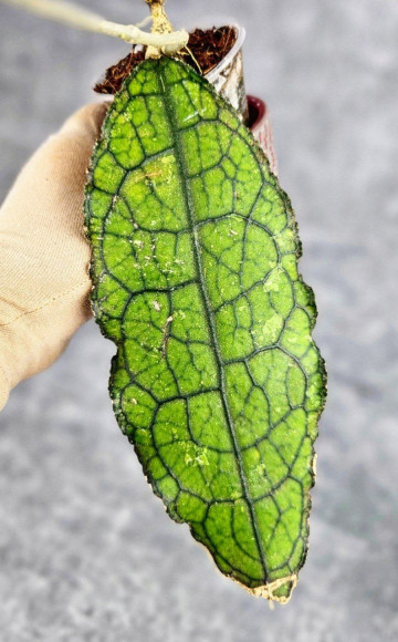 Hoya Clemensiorum Aceh #036 Long  