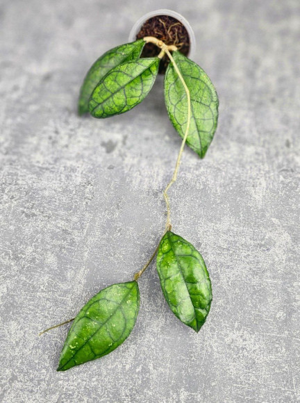 Hoya Clemensiorum Sarawak #002   