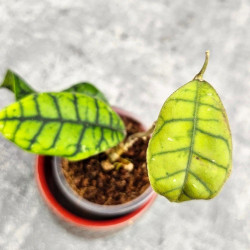 Hoya Calistophylla Chibi   