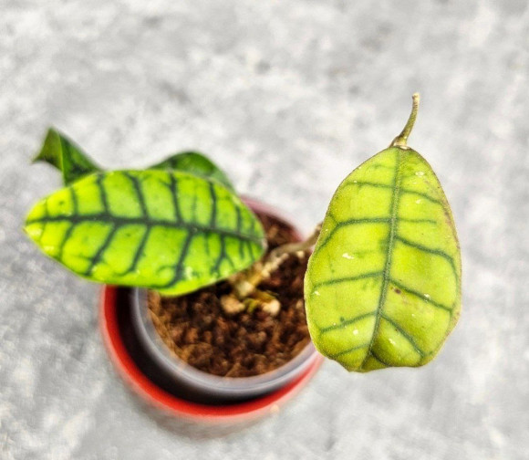 Hoya Calistophylla Chibi   