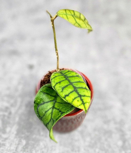 Hoya Calistophylla Chibi Hoya Calistophylla Chibi