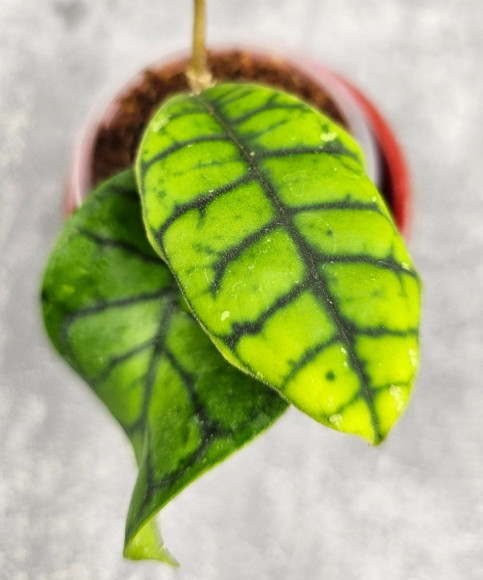 Hoya Calistophylla Chibi Hoya Calistophylla Chibi