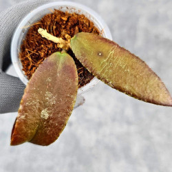 Hoya Caudata Aceh Red Leaf  