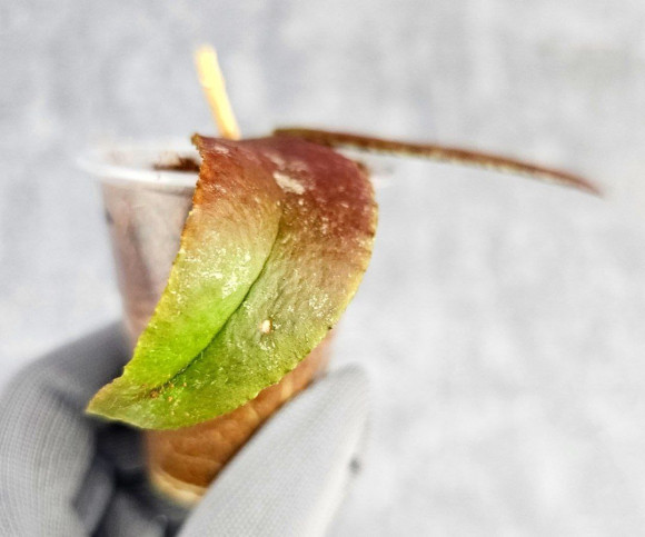 Hoya Caudata Aceh Red Leaf  