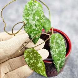 Hoya Caudata Aceh High Splash