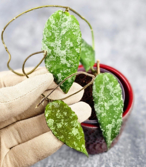 Hoya Caudata Aceh High Splash