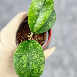 Hoya Sp Kalbar 
