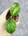 Hoya Sp Kalbar 