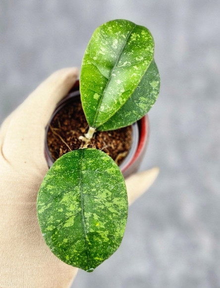 Hoya Sp Kalbar 