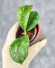 Hoya Sp Kalbar 