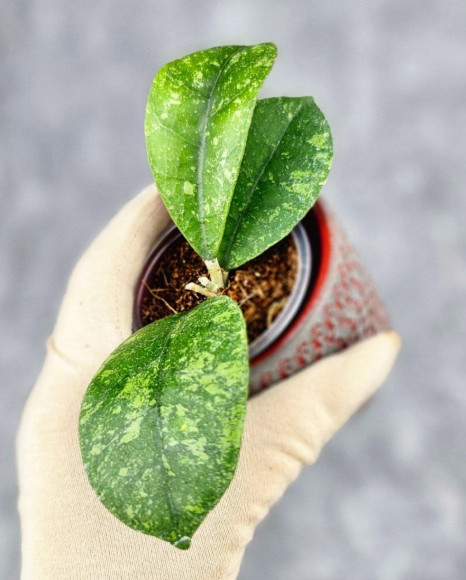 Hoya Sp Kalbar Hoya Sp Kalbar