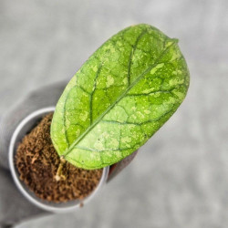 Hoya Meredithii High Splash 