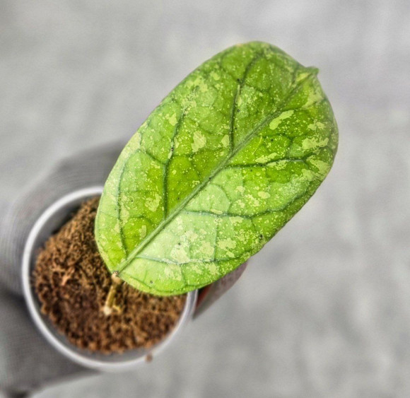 Hoya Meredithii High Splash Hoya Meredithii High Splash