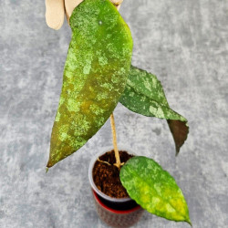 Hoya Caudata Aceh Red Big Leaf 