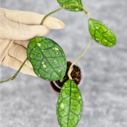 Hoya Clemensiorum Aceh #012           