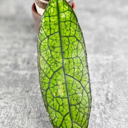 Hoya Clemensiorum Aceh ar #016