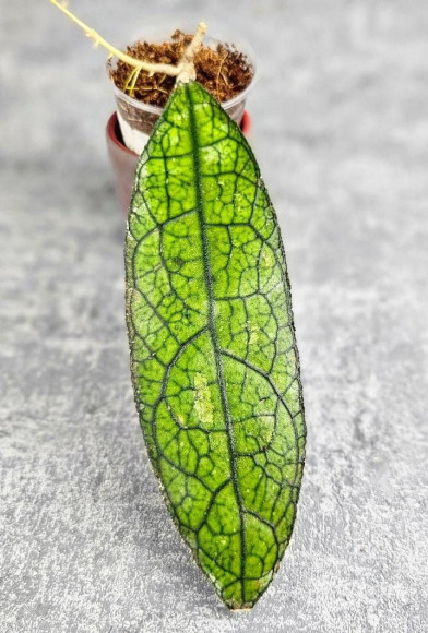 Hoya Clemensiorum Aceh ar #016